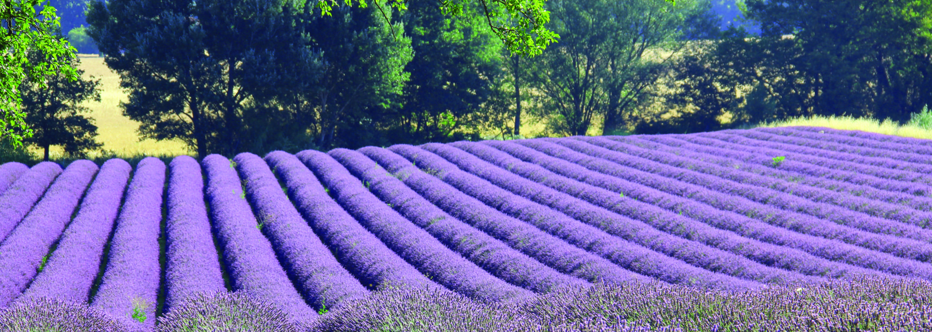 Lavande Pays d'Apt Luberon